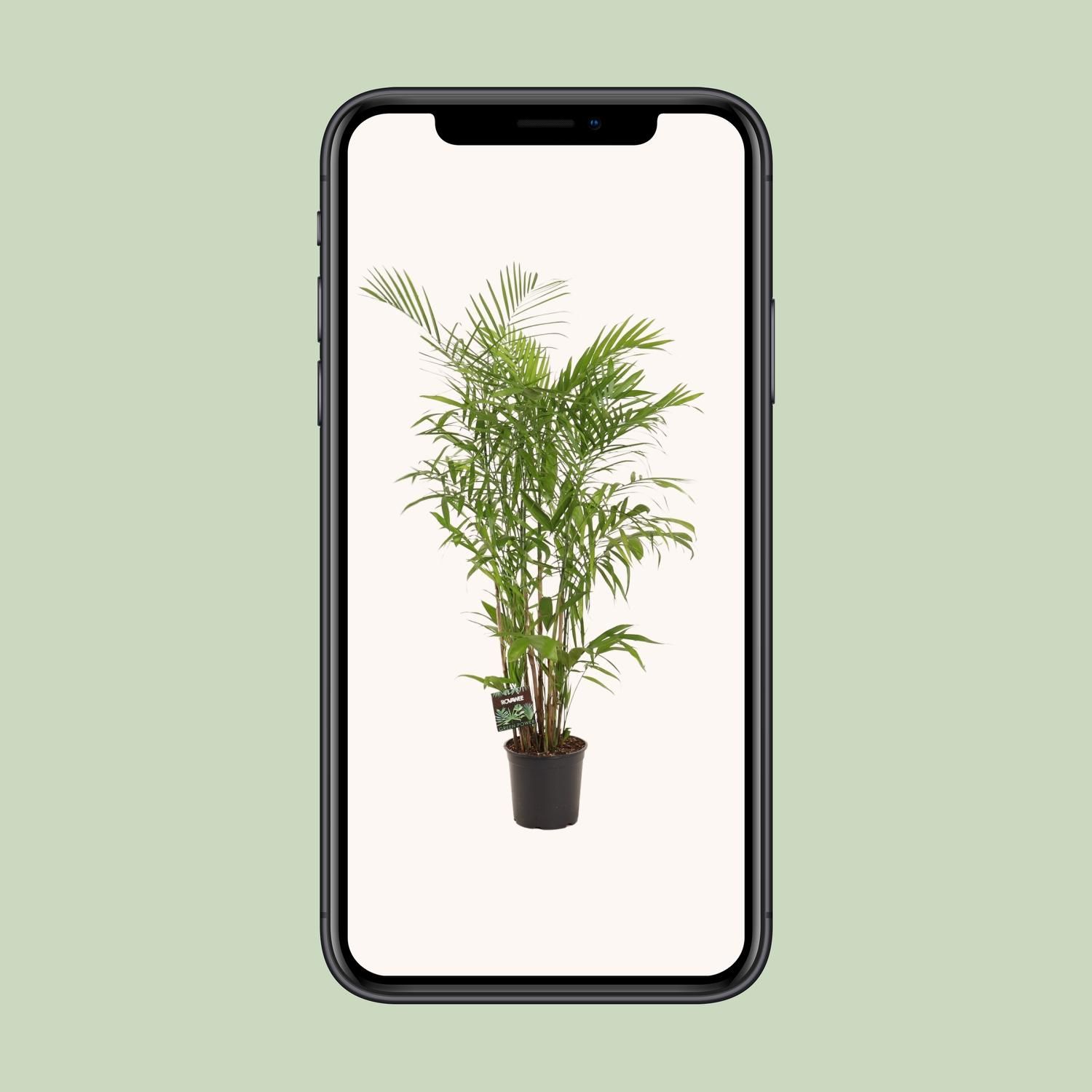 Chamaedorea Seifrizii (28712)