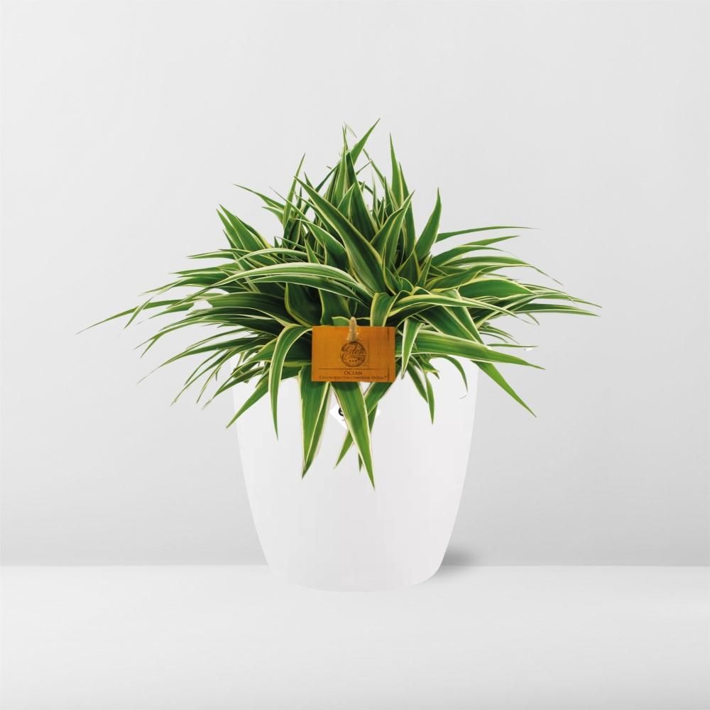 Chlorophytum Ocean 15cm in ELHO brussels 16 cm round white (23223)