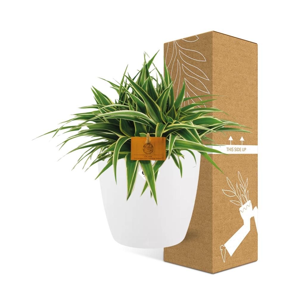 Chlorophytum Ocean 15cm in ELHO brussels 16 cm round white (23223)