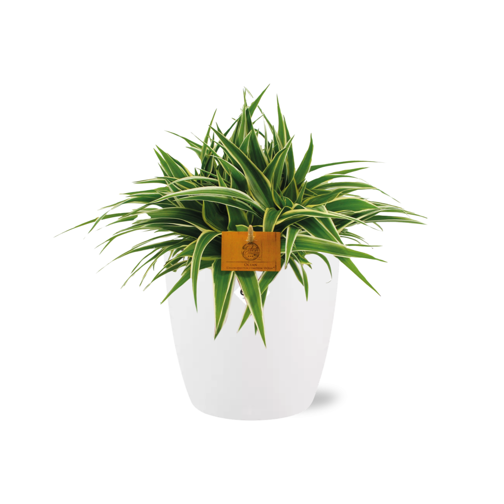 Chlorophytum Ocean 15cm in ELHO brussels 16 cm round white (23223)