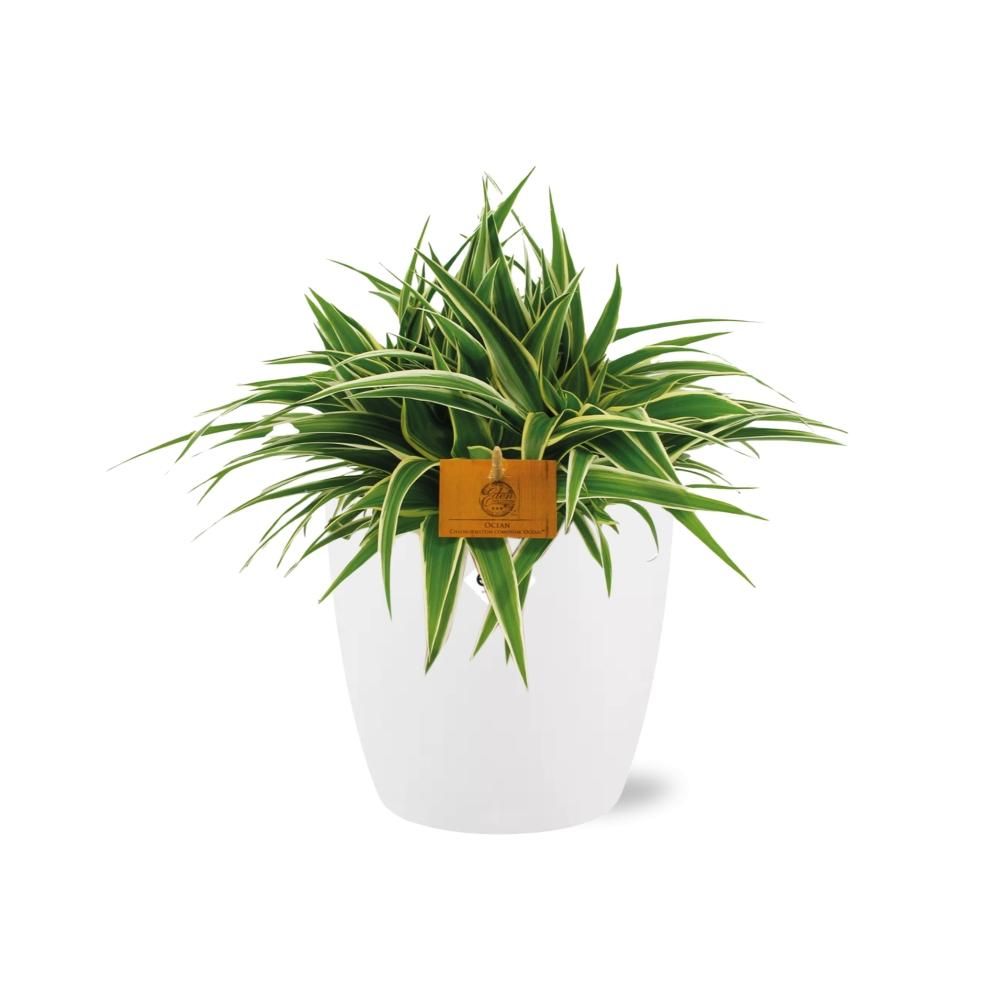 Chlorophytum Ocean 15cm in ELHO brussels 16 cm round white (23223)