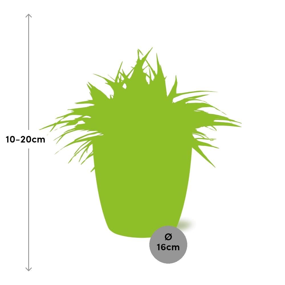 Chlorophytum Ocean 15cm in ELHO brussels 16 cm round white (23223)