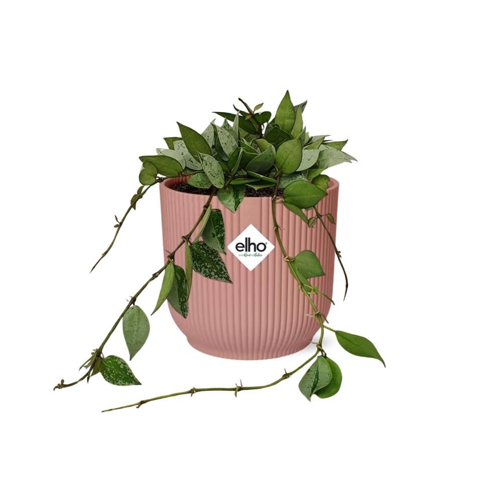 Hoya Krohniana Eskimo in ELHO Vibes Fold 14cm roze (21795)