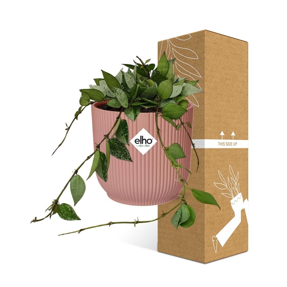 Hoya Krohniana Eskimo in ELHO Vibes Fold 14cm roze (21795)
