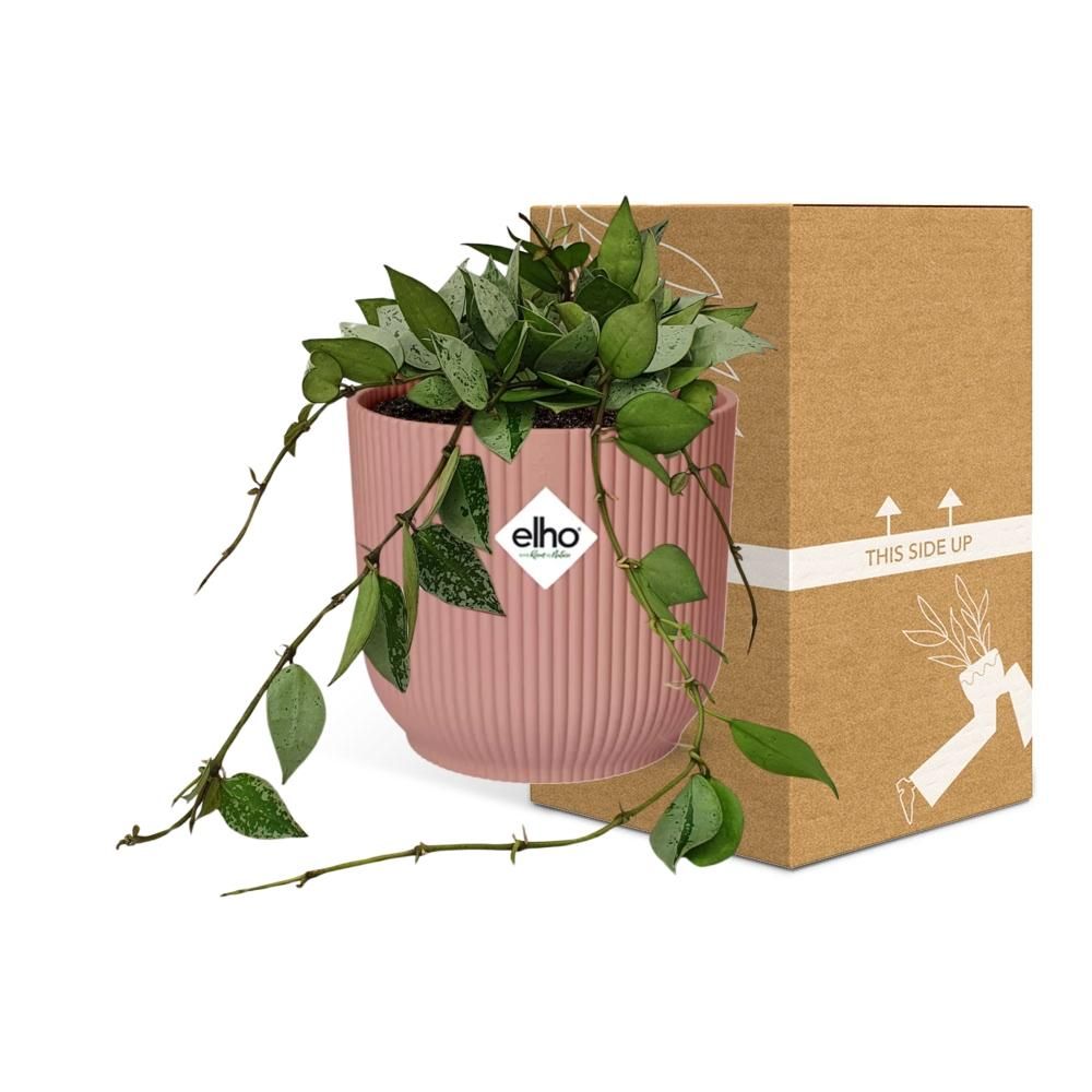 Hoya Krohniana Eskimo in ELHO Vibes Fold 14cm roze (21795)