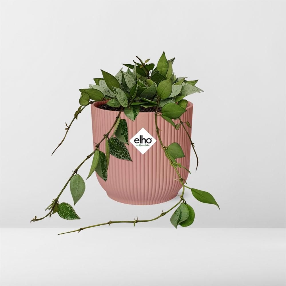Hoya Krohniana Eskimo in ELHO Vibes Fold 14cm roze (21795)
