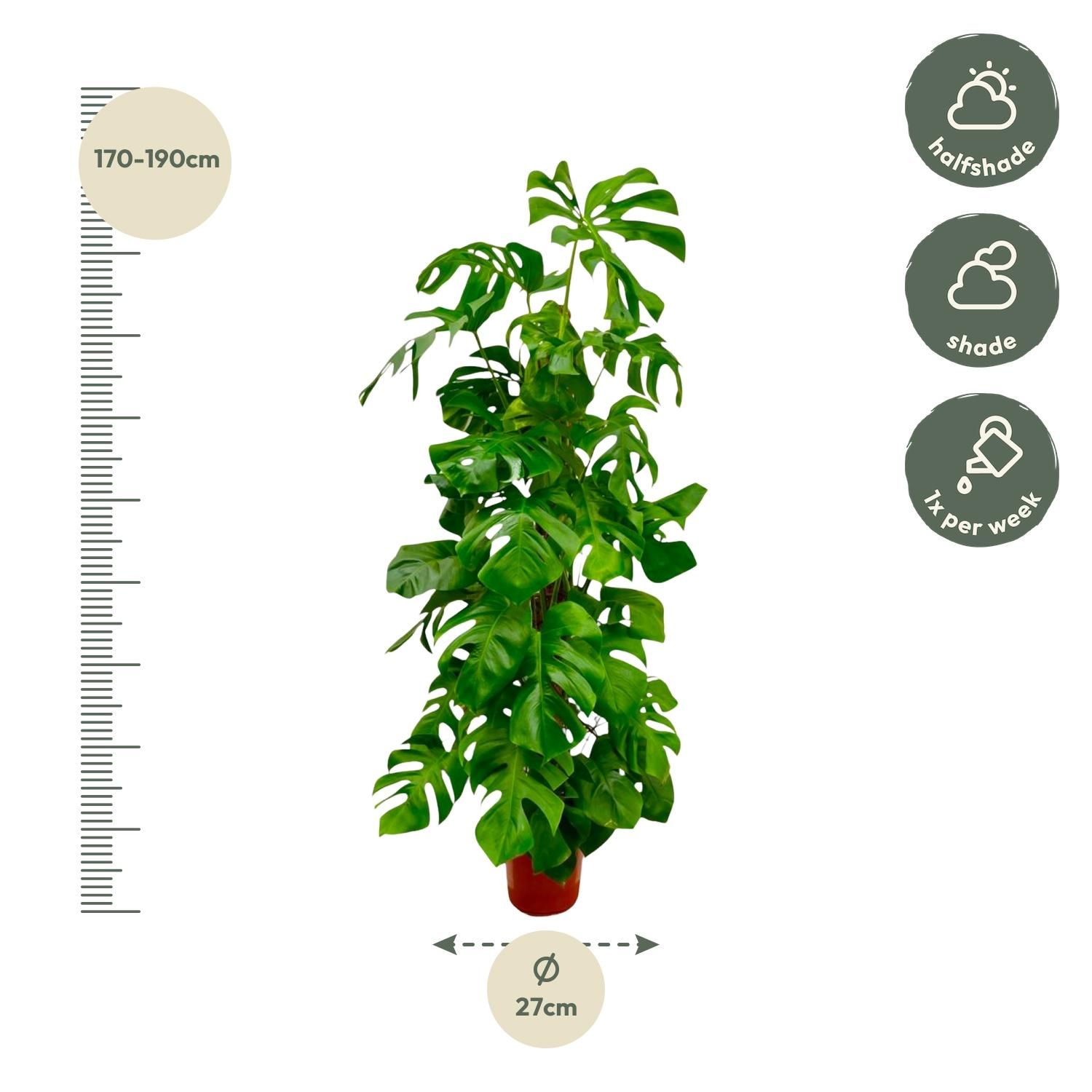 Monstera Deliciosa XXL - 180 cm - ø27 (8721055691891)
