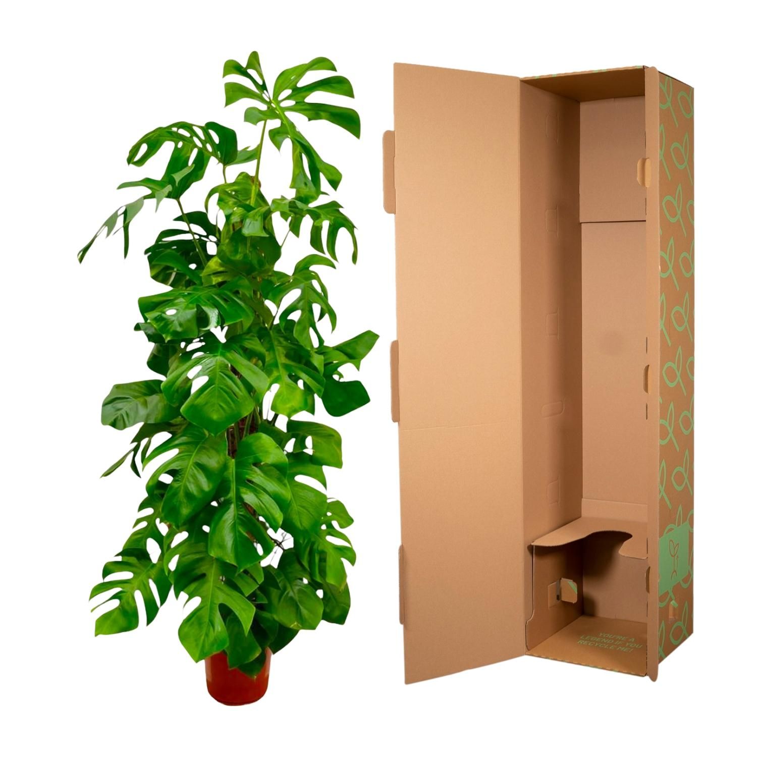 Monstera Deliciosa XXL - 180 cm - ø27 (8721055691891)