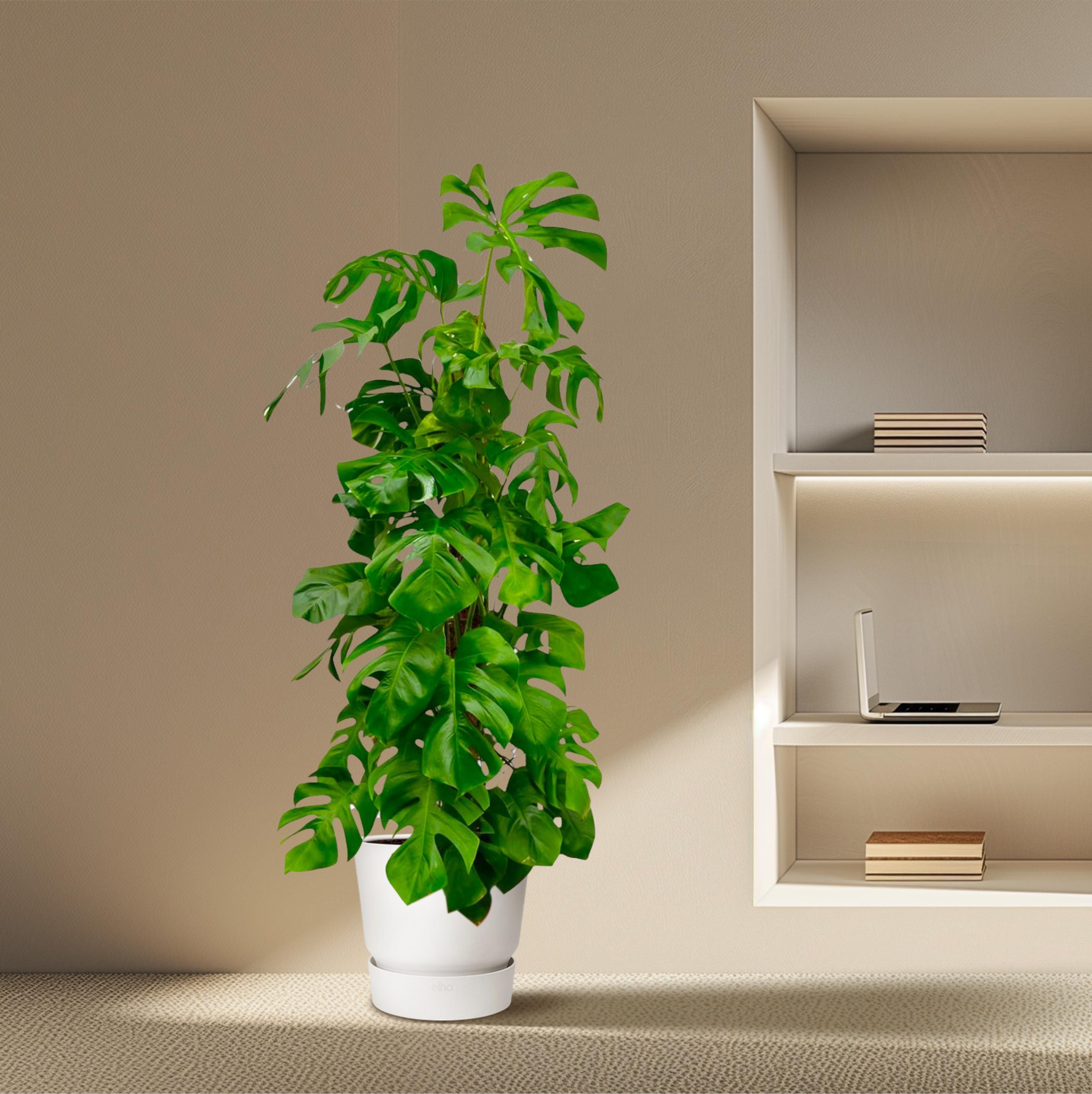Monstera Deliciosa XXL - 180 cm - ø27 (8721055691891)