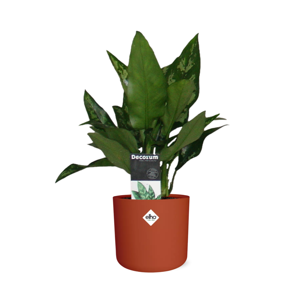 Aglaonema Maria in ELHO b.for soft rond 14cm brique (21480)