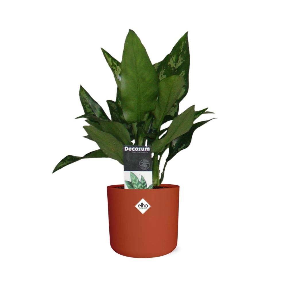 Aglaonema Maria in ELHO b.for soft rond 14cm brique (21480)