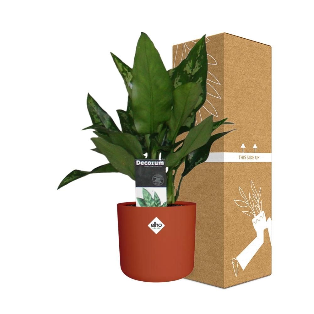 Aglaonema Maria in ELHO b.for soft rond 14cm brique (21480)