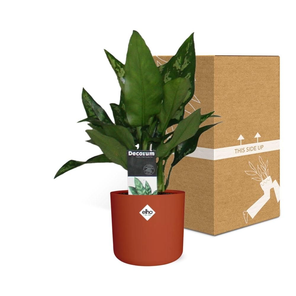 Aglaonema Maria in ELHO b.for soft rond 14cm brique (21480)