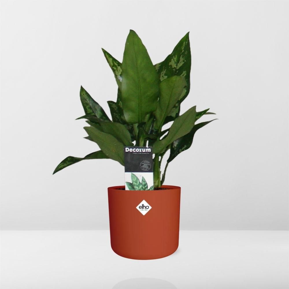 Aglaonema Maria in ELHO b.for soft rond 14cm brique (21480)