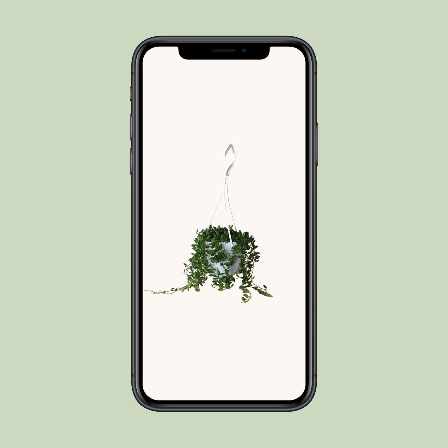 Senecio Herreianus (22443)