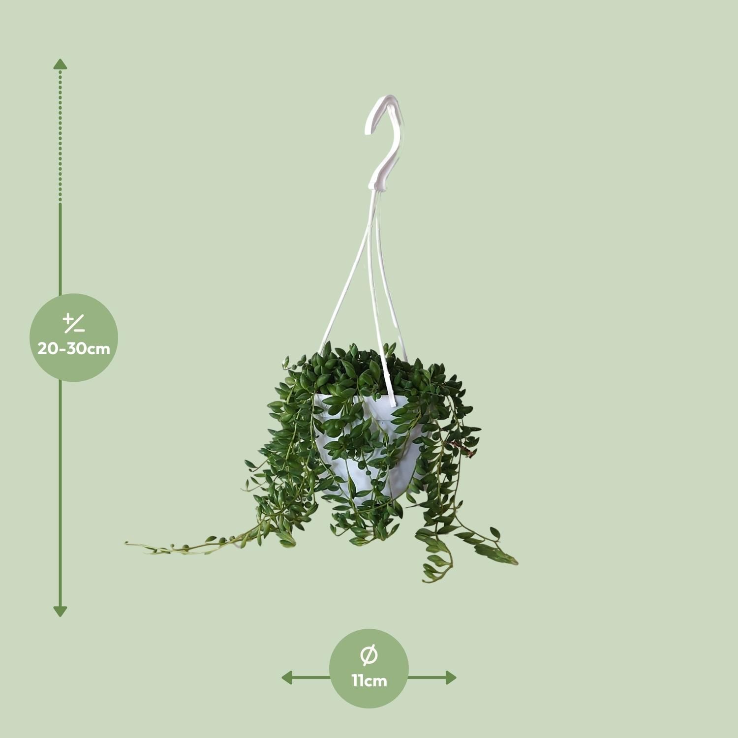 Senecio Herreianus (22443)