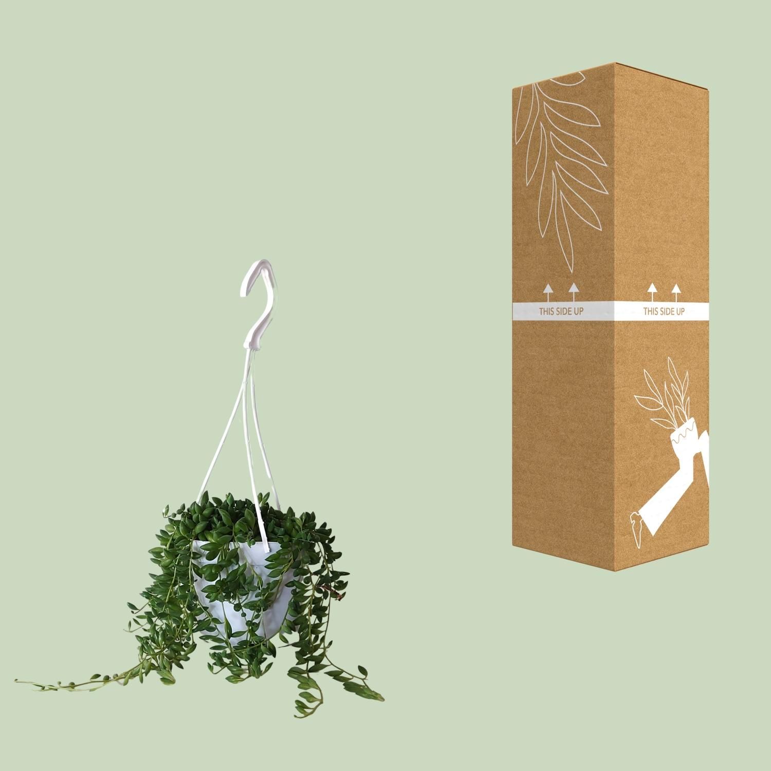 Senecio Herreianus (22443)