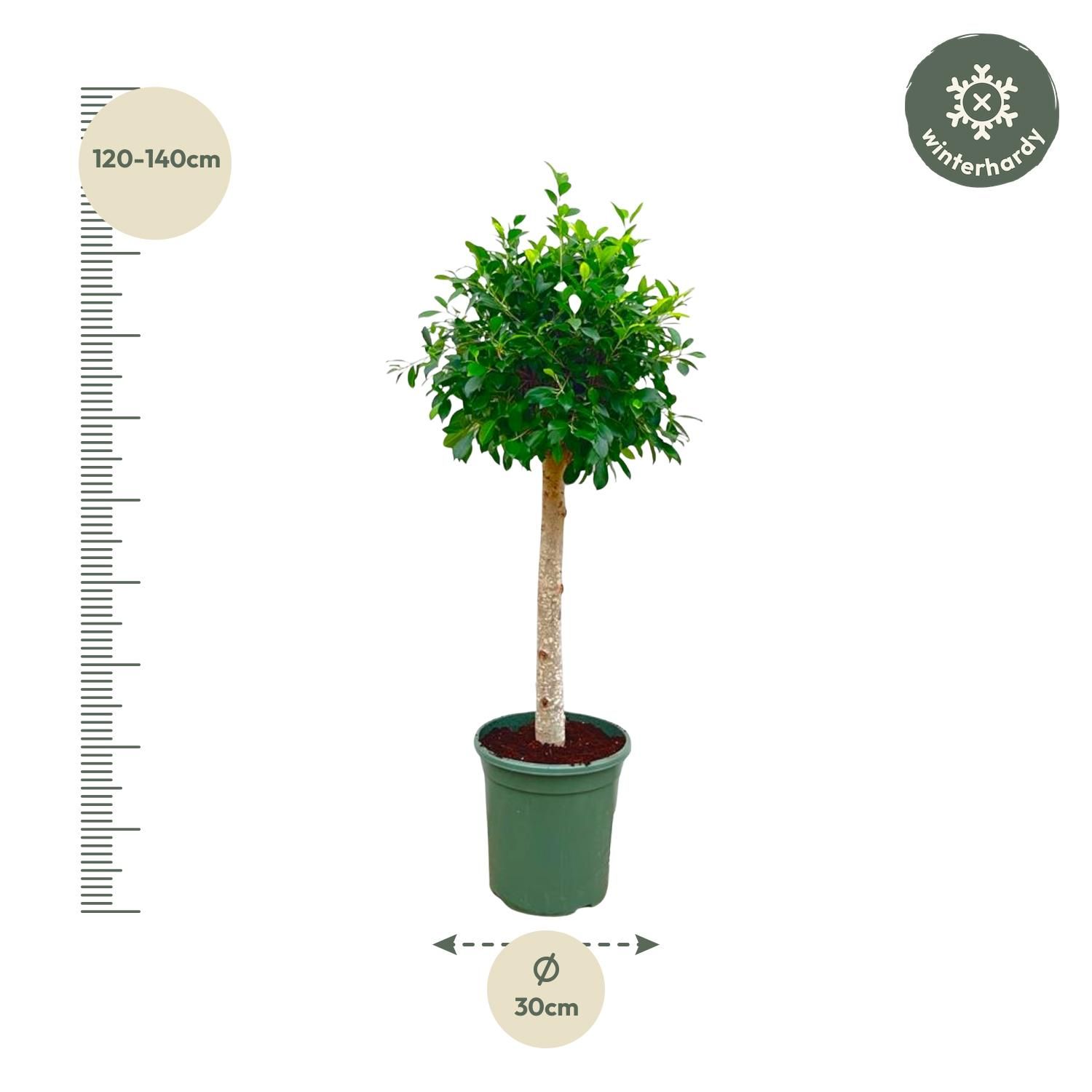 Ficus Nitida op stam - 130 cm - ø30 (8721055691877)