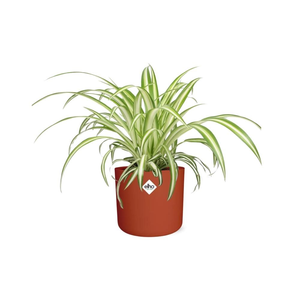 Chlorophytum Comosum Variegatum in ELHO b.for soft rond 14cm brique (21491)