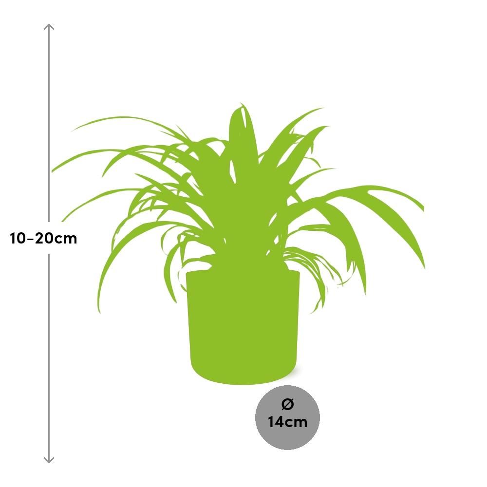 Chlorophytum Comosum Variegatum in ELHO b.for soft rond 14cm brique (21491)