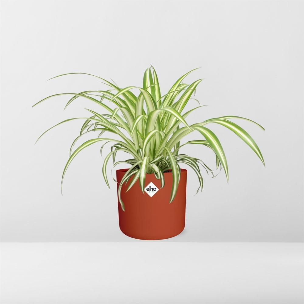 Chlorophytum Comosum Variegatum in ELHO b.for soft rond 14cm brique (21491)