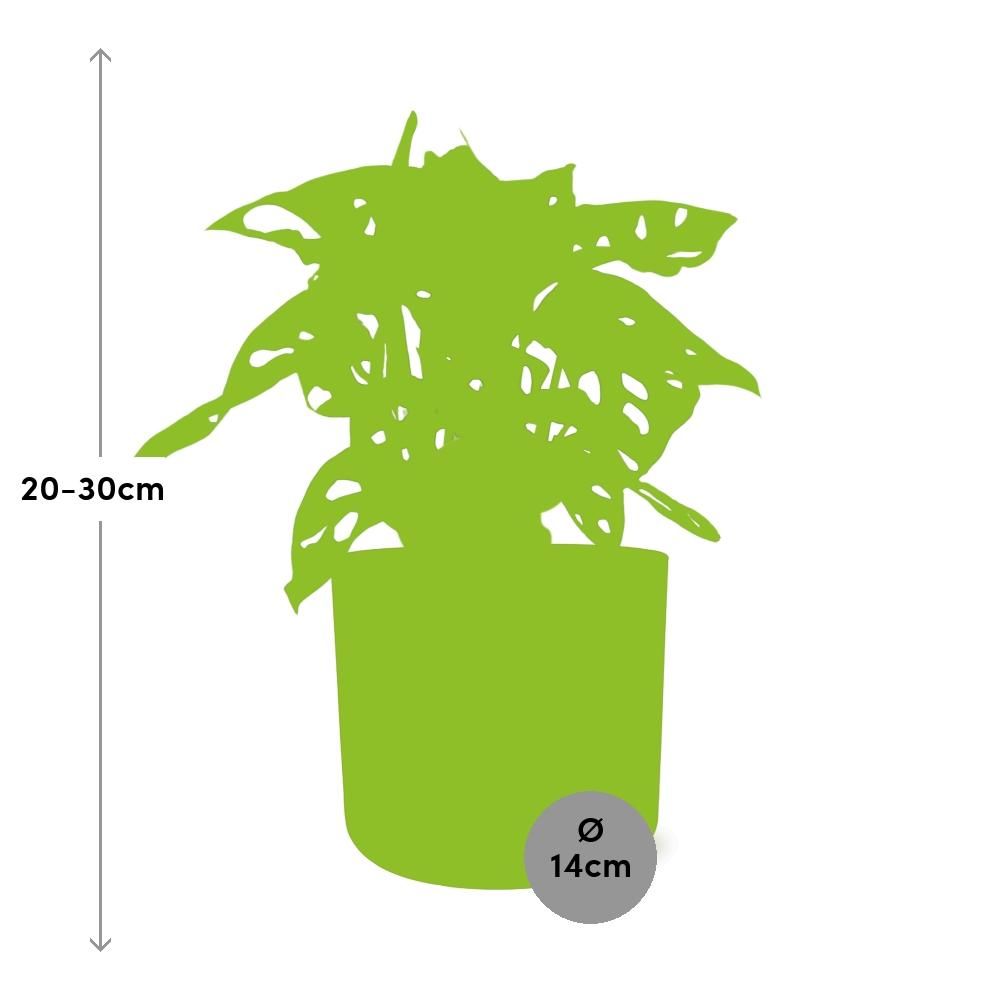 Monstera ‘Monkey Leaf’ in ELHO b.for soft rond 14cm brique (21471)
