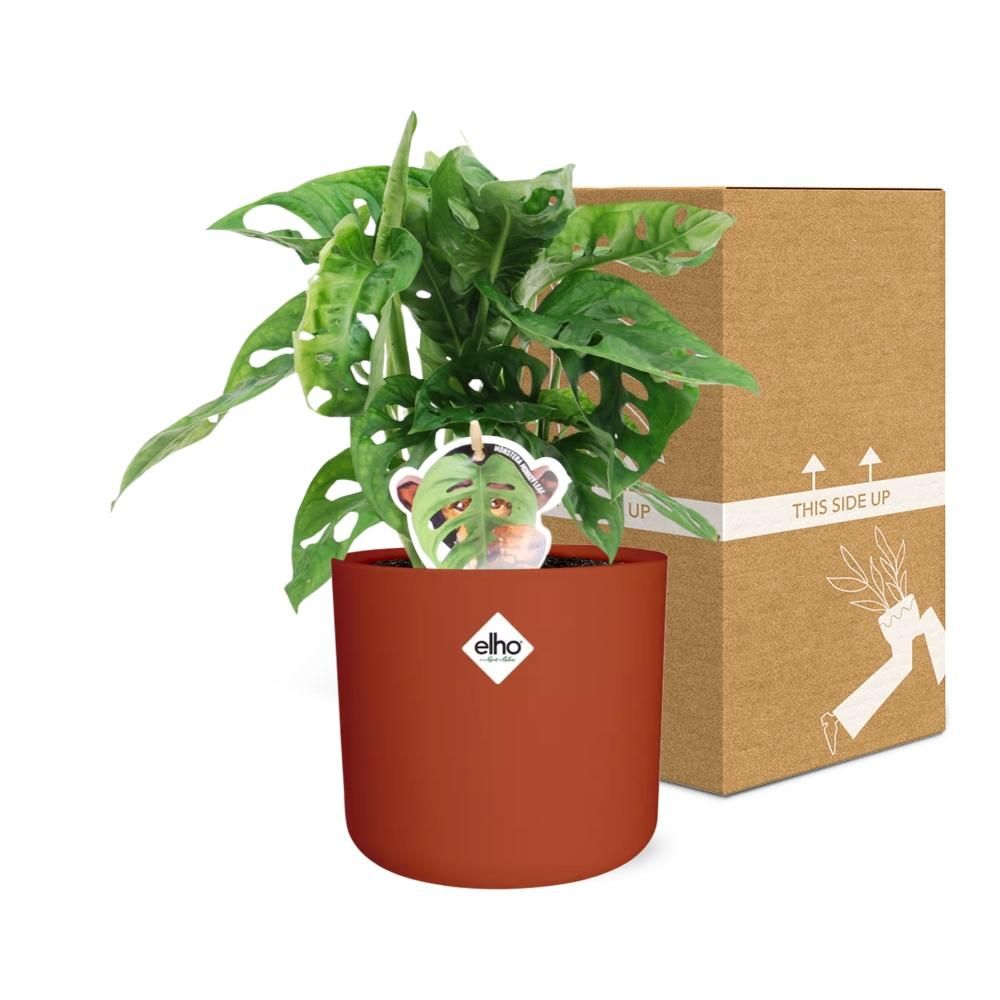 Monstera ‘Monkey Leaf’ in ELHO b.for soft rond 14cm brique (21471)