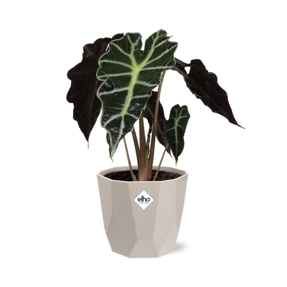 Alocasia ‘Polly’ in ELHO b.for rock 14 cm warm grey (21632)