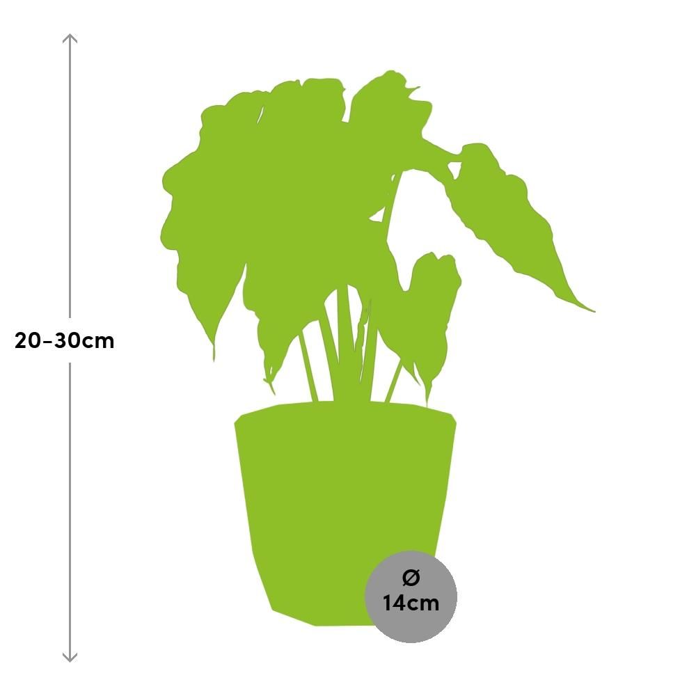 Alocasia ‘Polly’ in ELHO b.for rock 14 cm warm grey (21632)