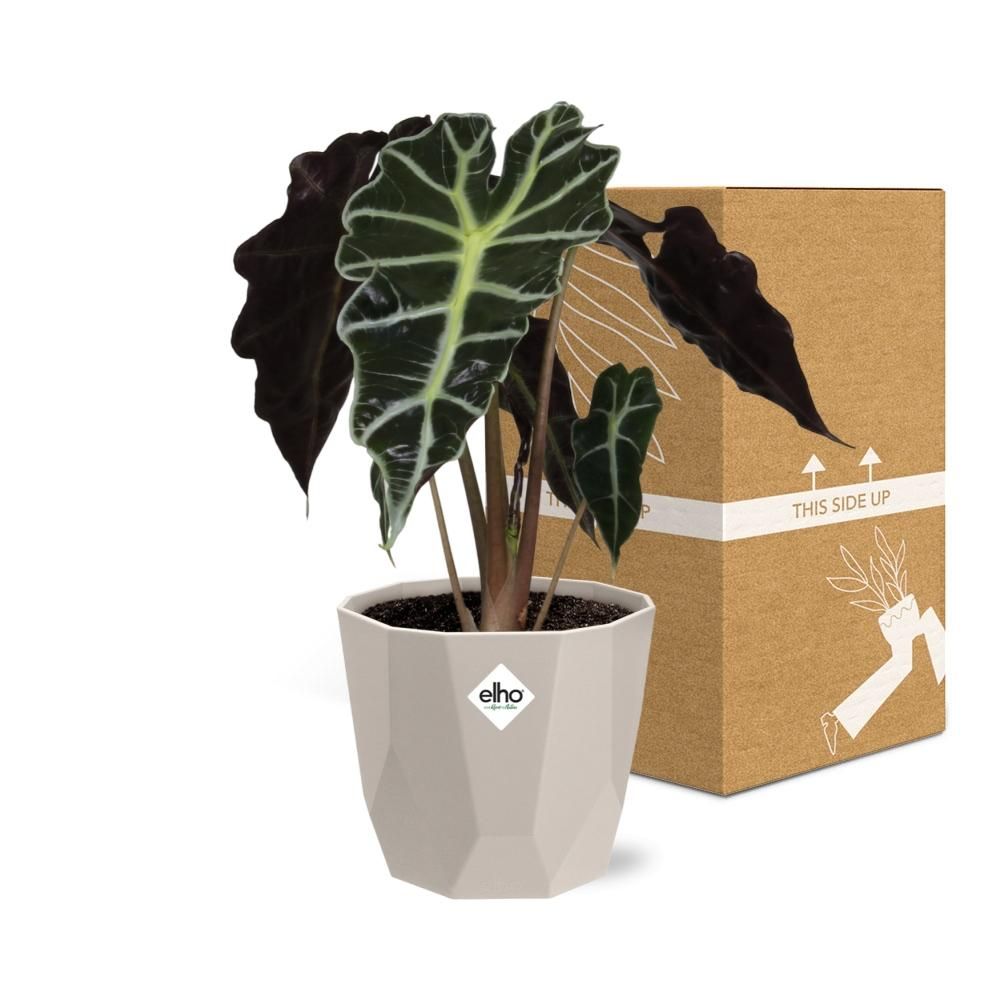 Alocasia ‘Polly’ in ELHO b.for rock 14 cm warm grey (21632)