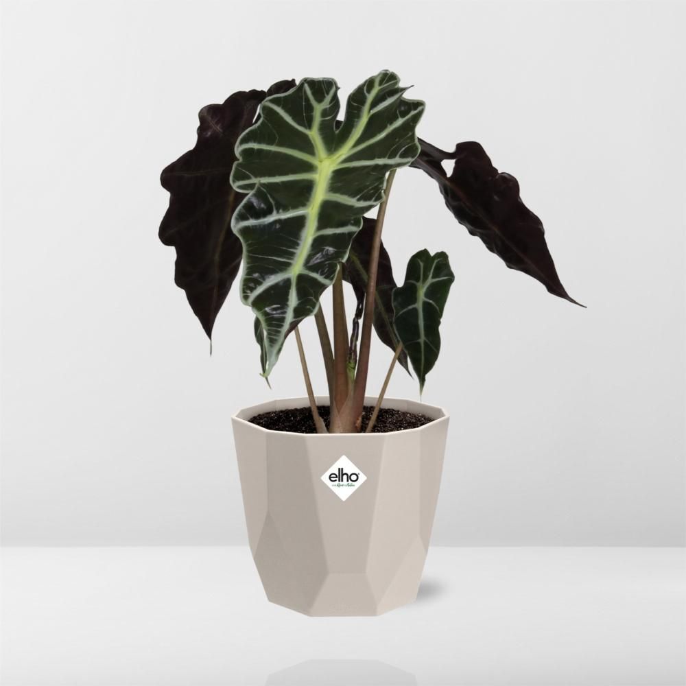 Alocasia ‘Polly’ in ELHO b.for rock 14 cm warm grey (21632)
