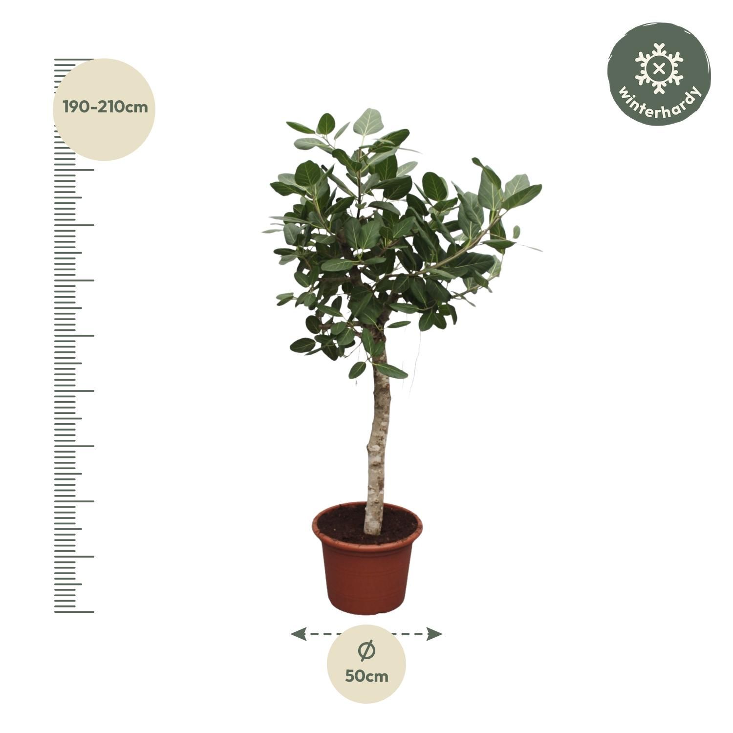 Ficus Benghalensis boom - 200 cm - ø50 (8721055690696)