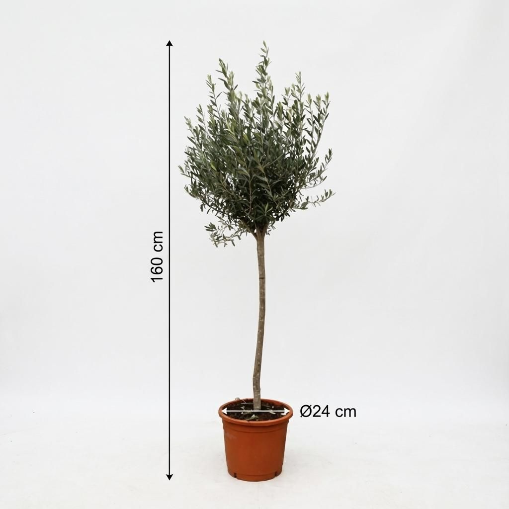Olea Europaea op stam - 160cm- Ø24 (8721055693895)