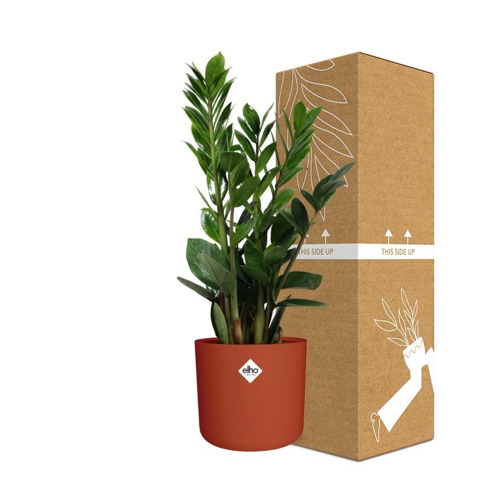 Zamioculcas – Hoogte 45-50 in ELHO b.for soft rond 14cm brique (21490)