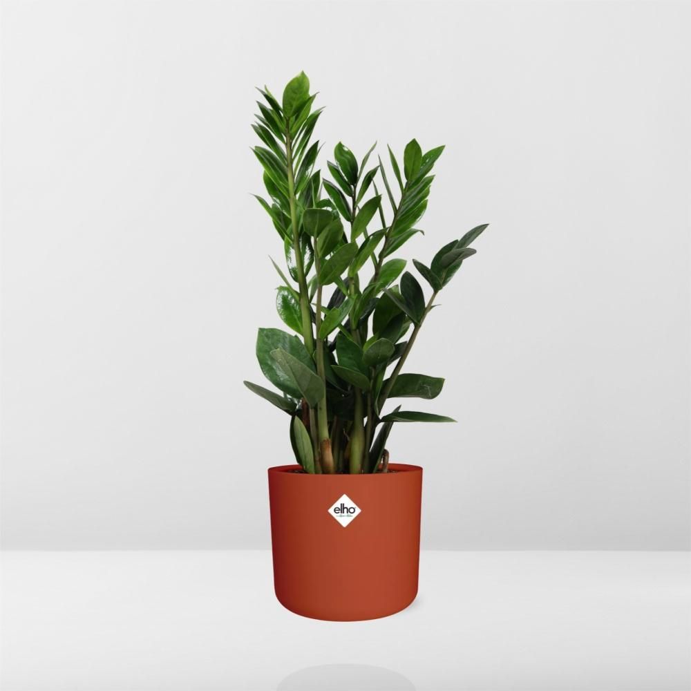 Zamioculcas – Hoogte 45-50 in ELHO b.for soft rond 14cm brique (21490)