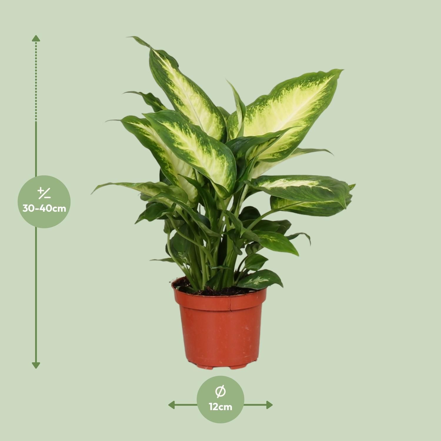 Dieffenbachia Camilla (9601)