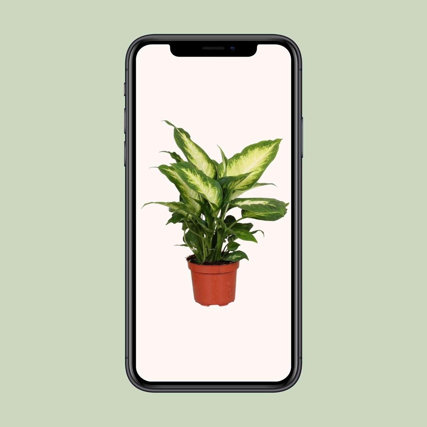 Dieffenbachia Camilla (9601)