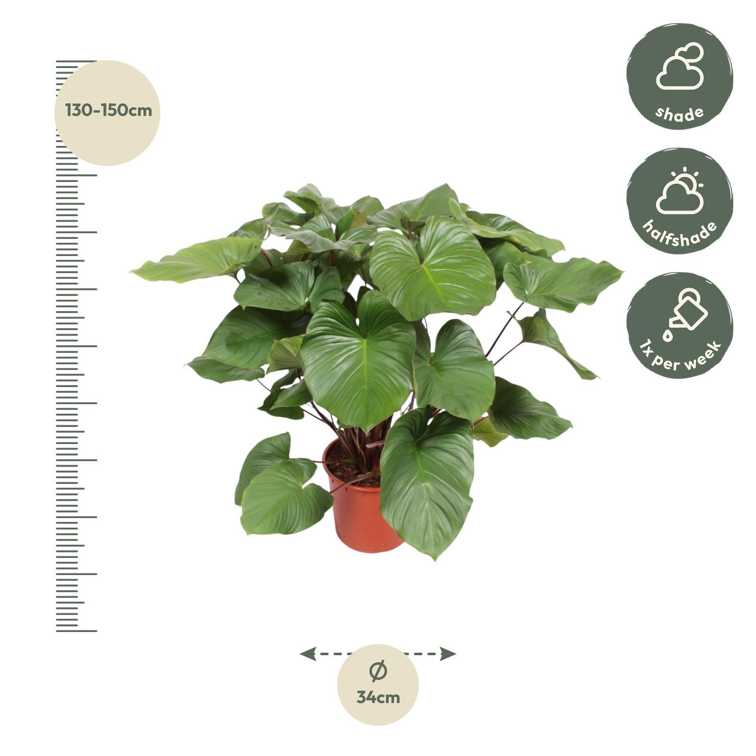 Homalomena Rubescens Maggy - 100 cm - ø24 (8721055690993)