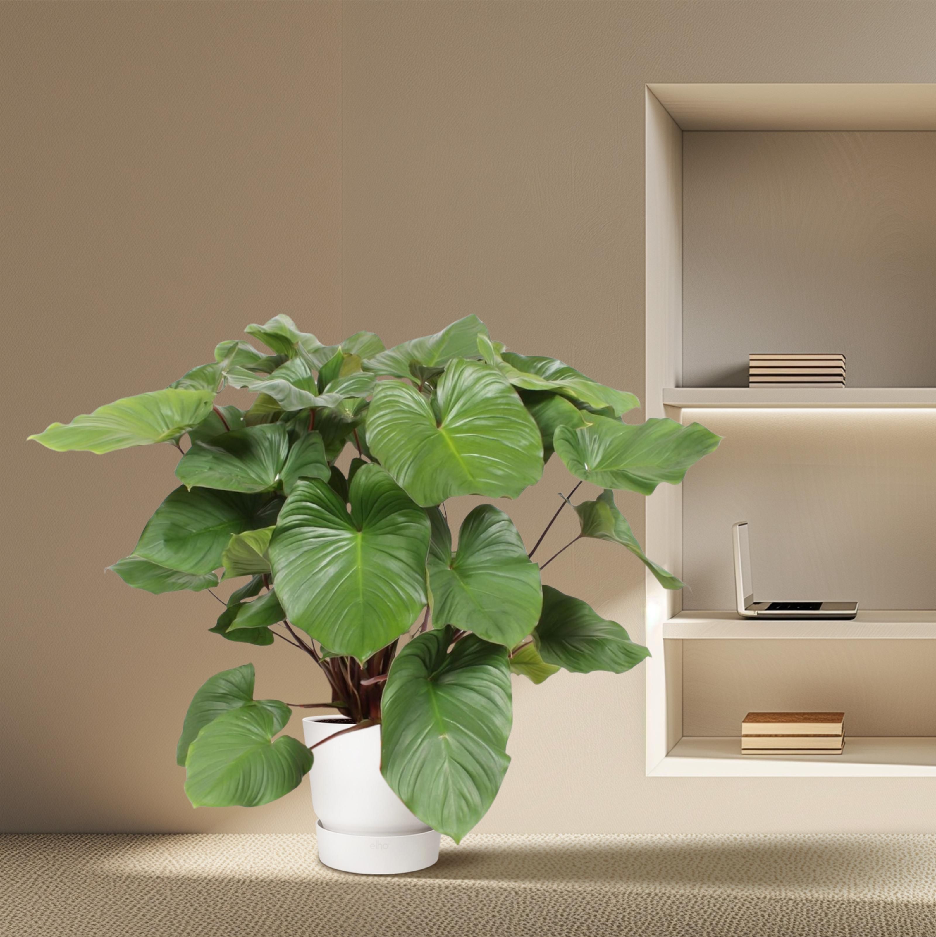 Homalomena Rubescens Maggy - 100 cm - ø24 (8721055690993)