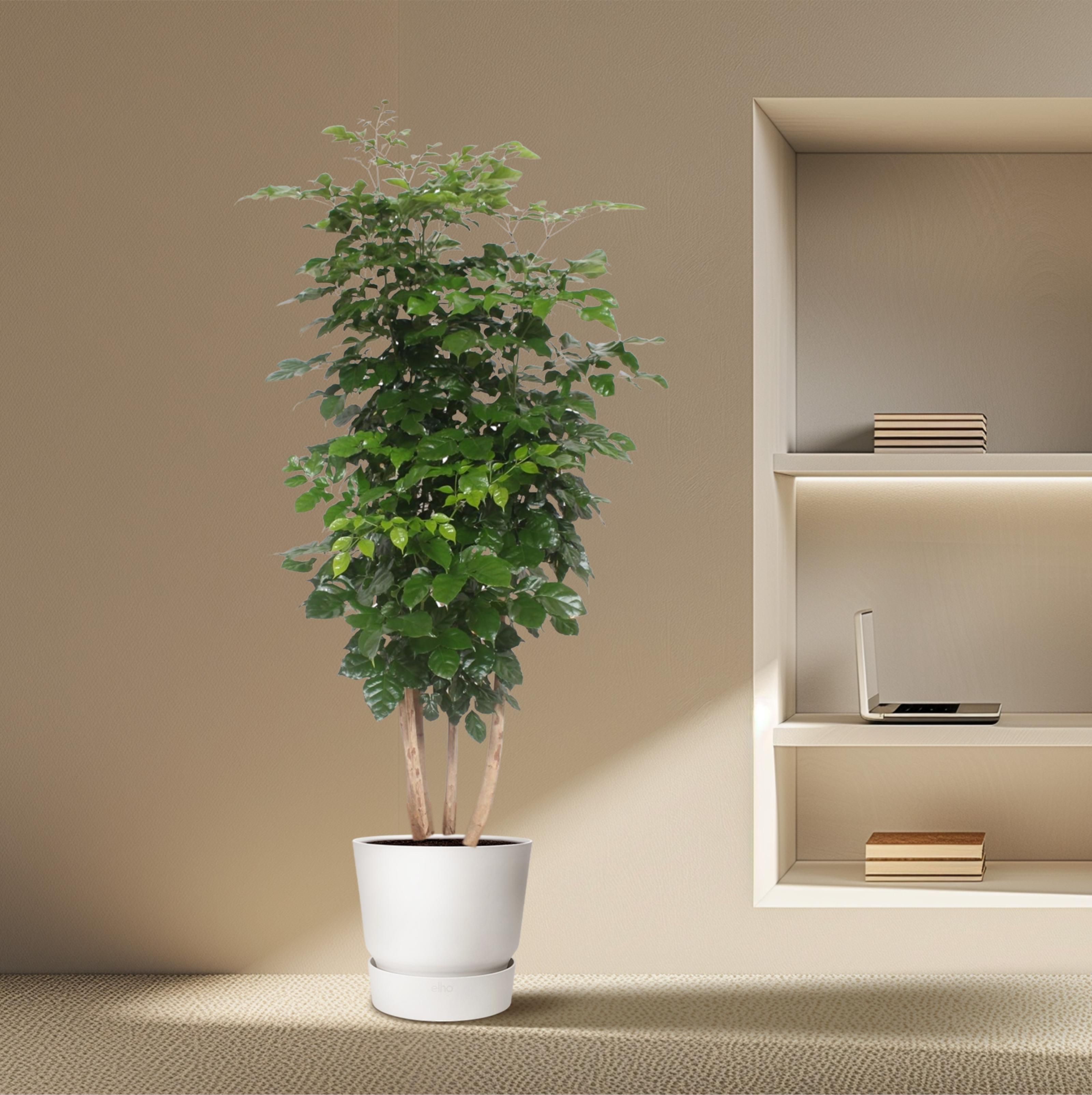 Radermachera Hainanensis - 190 cm - ø40 (8721055691341)