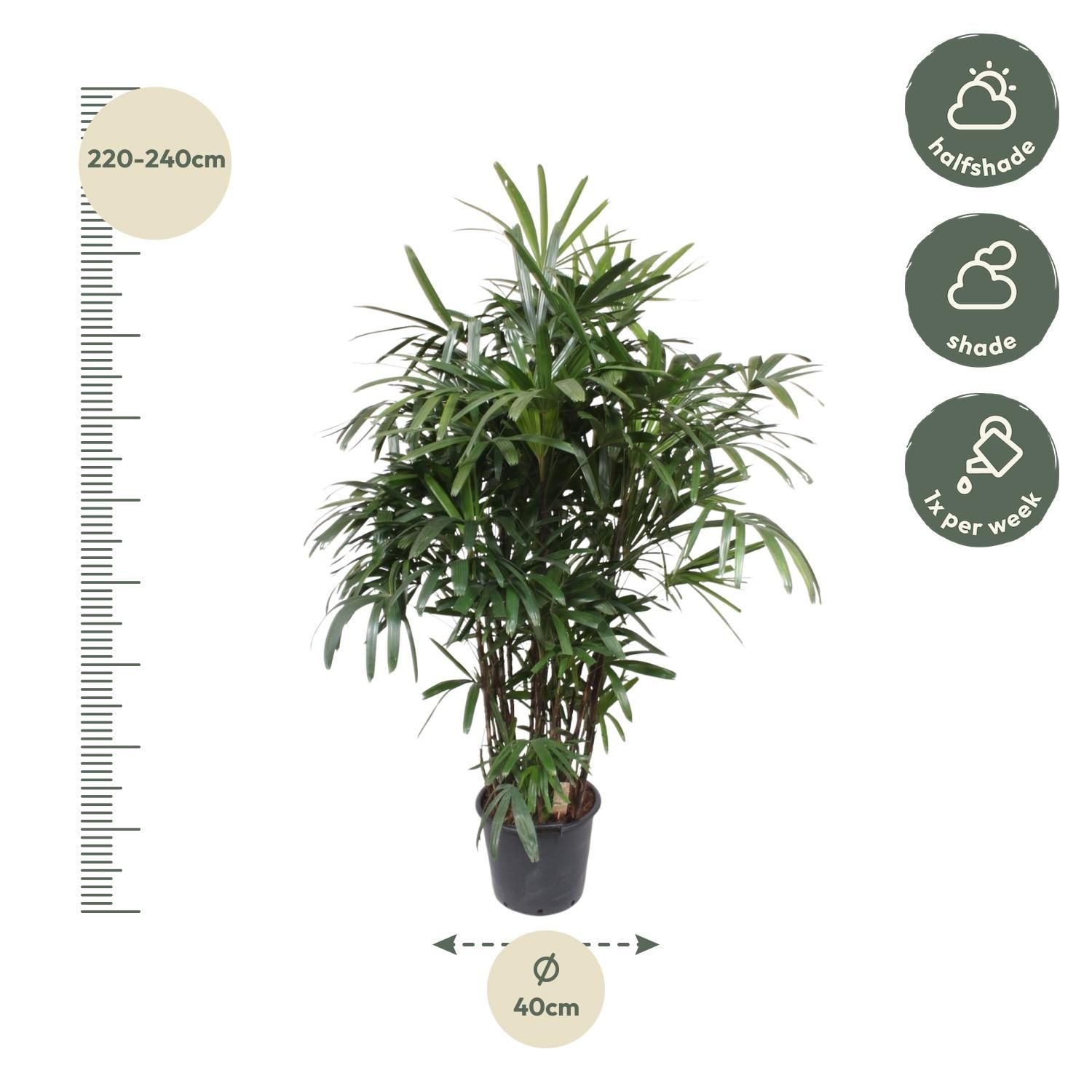 Rhapis Excelsa -200 cm - ø34 (8721055691372)