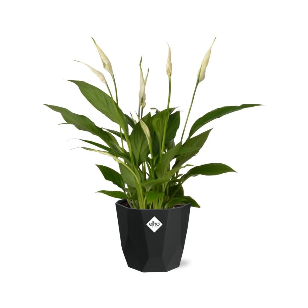 Spathiphyllum 12 Cm Torelli in 14cm b.for rock living black (21652)