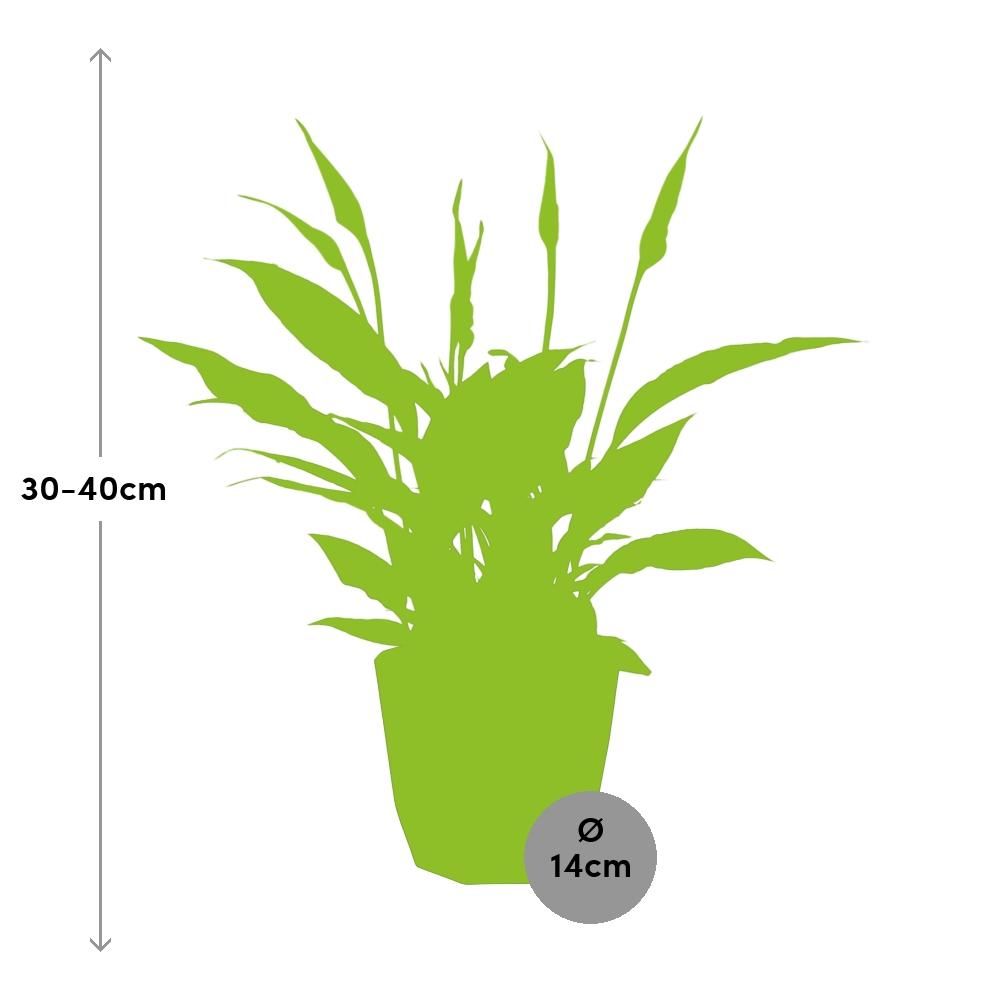 Spathiphyllum 12 Cm Torelli in 14cm b.for rock living black (21652)