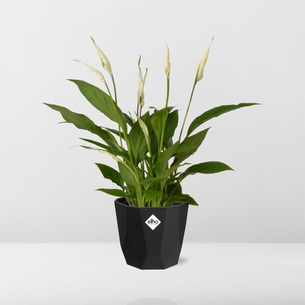 Spathiphyllum 12 Cm Torelli in 14cm b.for rock living black (21652)