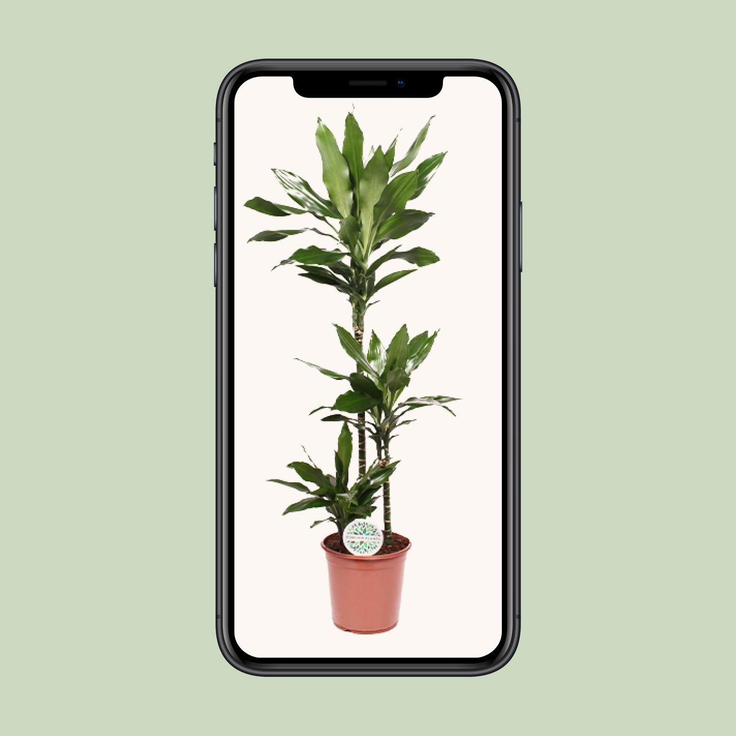 Dracaena Janet Lind (15789)