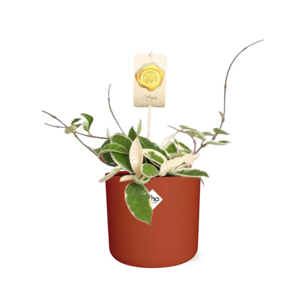 Hoya Carn.’Krimson Queen’ in ELHO b.for soft rond 14cm brique (21497)