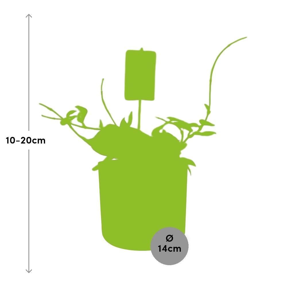 Hoya Carn.’Krimson Queen’ in ELHO b.for soft rond 14cm brique (21497)
