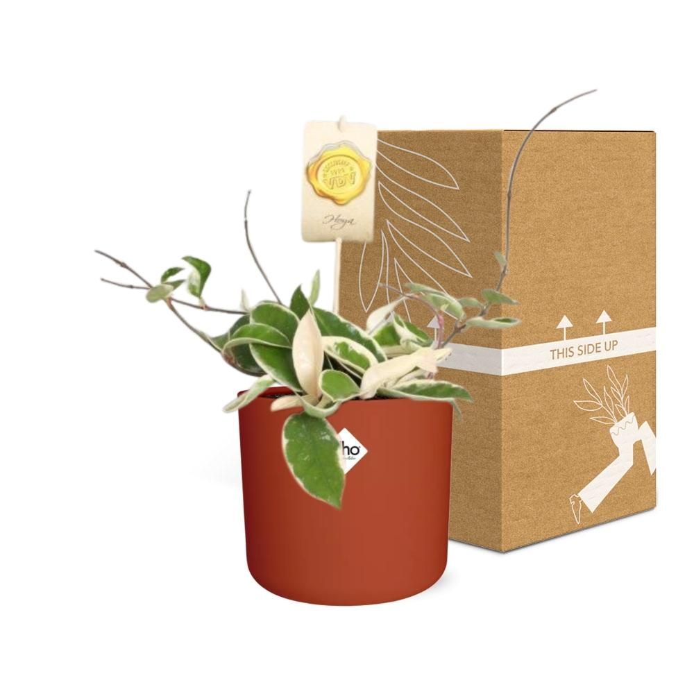 Hoya Carn.’Krimson Queen’ in ELHO b.for soft rond 14cm brique (21497)