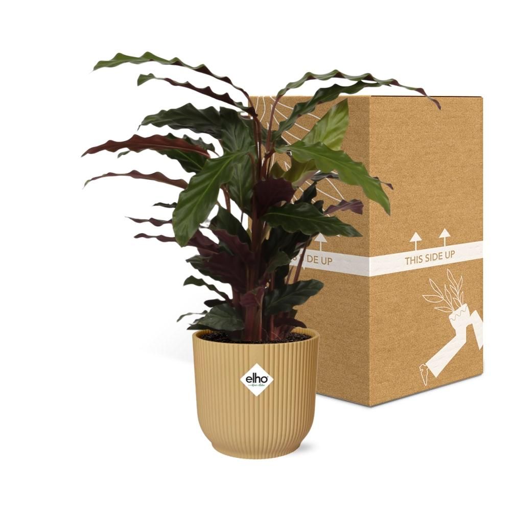 Calathea Rufibarba ‘Tropistar’ in ELHO Vibes Fold 14cm geel (21788)