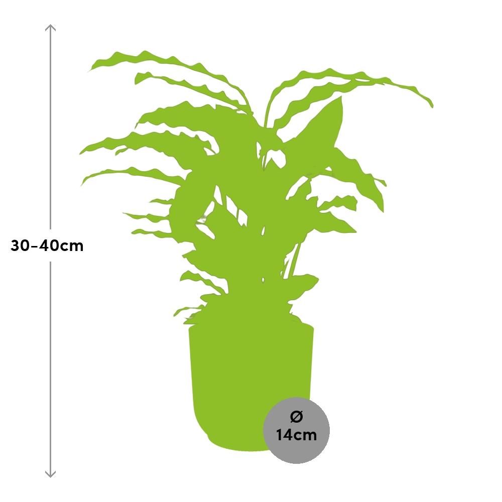 Calathea Rufibarba ‘Tropistar’ in ELHO Vibes Fold 14cm geel (21788)
